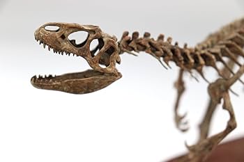 Amazon.co.jp: 菊石 アロサウルス フィギュア 異竜 恐竜 台座